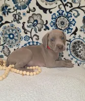 Hiccup, a male Weimaraner for sale in Lewisburg, KY – Photo 1 of 5