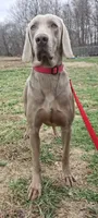Drew, a male Weimaraner for sale in Lewisburg, KY – Photo 4 of 5