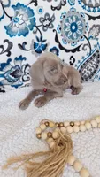 Drew, a male Weimaraner for sale in Lewisburg, KY – Photo 2 of 5