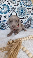 Drew, a male Weimaraner for sale in Lewisburg, KY – Photo 3 of 5