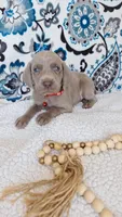 Drew, a male Weimaraner for sale in Lewisburg, KY – Photo 1 of 5