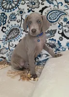 Kent, a male Weimaraner for sale in Lewisburg, KY – Photo 3 of 8