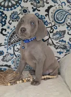 Kent, a male Weimaraner for sale in Lewisburg, KY – Photo 2 of 8
