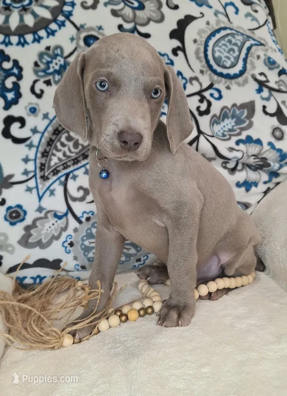 Kent, a male Weimaraner for sale in Lewisburg, KY – Photo 1 of 8