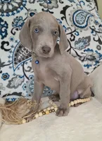 Kent, a male Weimaraner for sale in Lewisburg, KY – Photo 1 of 8