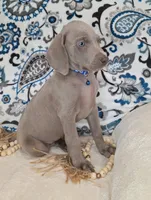 Kent, a male Weimaraner for sale in Lewisburg, KY – Photo 6 of 8
