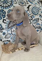 Kent, a male Weimaraner for sale in Lewisburg, KY – Photo 5 of 8