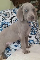 Kent, a male Weimaraner for sale in Lewisburg, KY – Photo 4 of 8