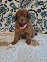Sophie, a female Pomapoo for sale in Lewisburg, KY – 2 of 4