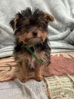 Potato, a male Yorkshire Terrier for sale in Lewisburg, KY – Photo 2 of 4