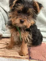 Potato, a male Yorkshire Terrier for sale in Lewisburg, KY – Photo 3 of 4