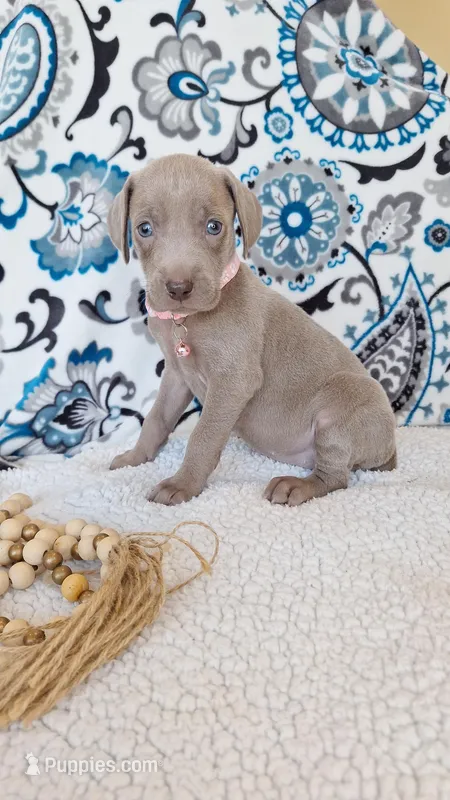 Bess, a female Weimaraner for sale in Lewisburg, KY – Photo 1 of 5