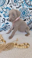 Bess, a female Weimaraner for sale in Lewisburg, KY – Photo 3 of 5