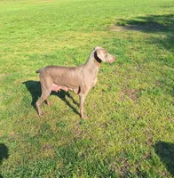 Bess, a female Weimaraner for sale in Lewisburg, KY – Photo 5 of 5