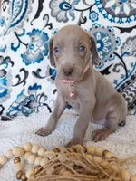 Bess, a female Weimaraner for sale in Lewisburg, KY – Photo 2 of 5