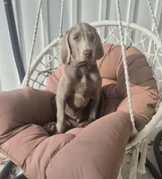 Billy, a male Weimaraner for sale in Lewisburg, KY – Photo 2 of 5