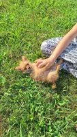 Tiny, a female Pomeranian and Yorkshire Terrier for sale in Lewisburg, KY – 3 of 4