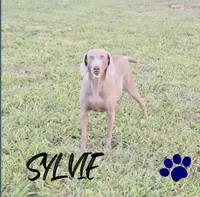 Walker, a male Weimaraner for sale in Lewisburg, KY – Photo 8 of 8