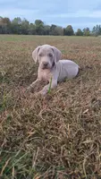 Walker, a male Weimaraner for sale in Lewisburg, KY – Photo 1 of 8