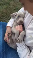 Walker, a male Weimaraner for sale in Lewisburg, KY – Photo 2 of 8