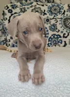 Walker, a male Weimaraner for sale in Lewisburg, KY – Photo 6 of 8