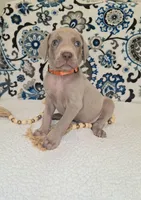Walker, a male Weimaraner for sale in Lewisburg, KY – Photo 5 of 8