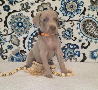 Walker, a male Weimaraner for sale in Lewisburg, KY – Photo 4 of 8