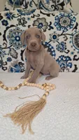 Walker, a male Weimaraner for sale in Lewisburg, KY – Photo 3 of 8