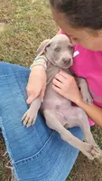 Moose, a male Weimaraner for sale in Lewisburg, KY – Photo 3 of 10