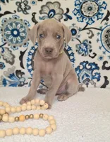 Moose, a male Weimaraner for sale in Lewisburg, KY – Photo 5 of 10