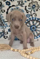 Moose, a male Weimaraner for sale in Lewisburg, KY – Photo 7 of 10