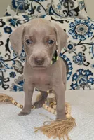 Moose, a male Weimaraner for sale in Lewisburg, KY – Photo 6 of 10