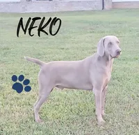 Moose, a male Weimaraner for sale in Lewisburg, KY – Photo 9 of 10