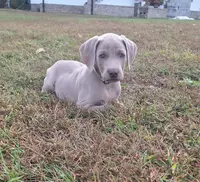 Moose, a male Weimaraner for sale in Lewisburg, KY – Photo 4 of 10