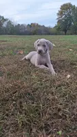Moose, a male Weimaraner for sale in Lewisburg, KY – Photo 2 of 10