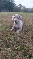 Moose, a male Weimaraner for sale in Lewisburg, KY – Photo 1 of 10