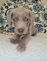 Moose, a male Weimaraner for sale in Lewisburg, KY – Photo 8 of 10