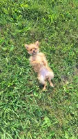 Tiny, a female Pomeranian and Yorkshire Terrier for sale in Lewisburg, KY – 4 of 4