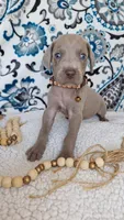 Joey, a male Weimaraner for sale in Lewisburg, KY – Photo 2 of 6