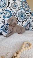 Joey, a male Weimaraner for sale in Lewisburg, KY – Photo 3 of 6