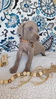 Joey, a male Weimaraner for sale in Lewisburg, KY – Photo 4 of 6