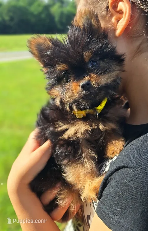 Beauty – Pomeranian, Yorkshire Terrier puppy for sale in Lewisburg, KY