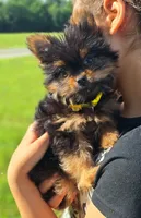Beauty, a female Pomeranian and Yorkshire Terrier for sale in Lewisburg, KY – 1 of 4