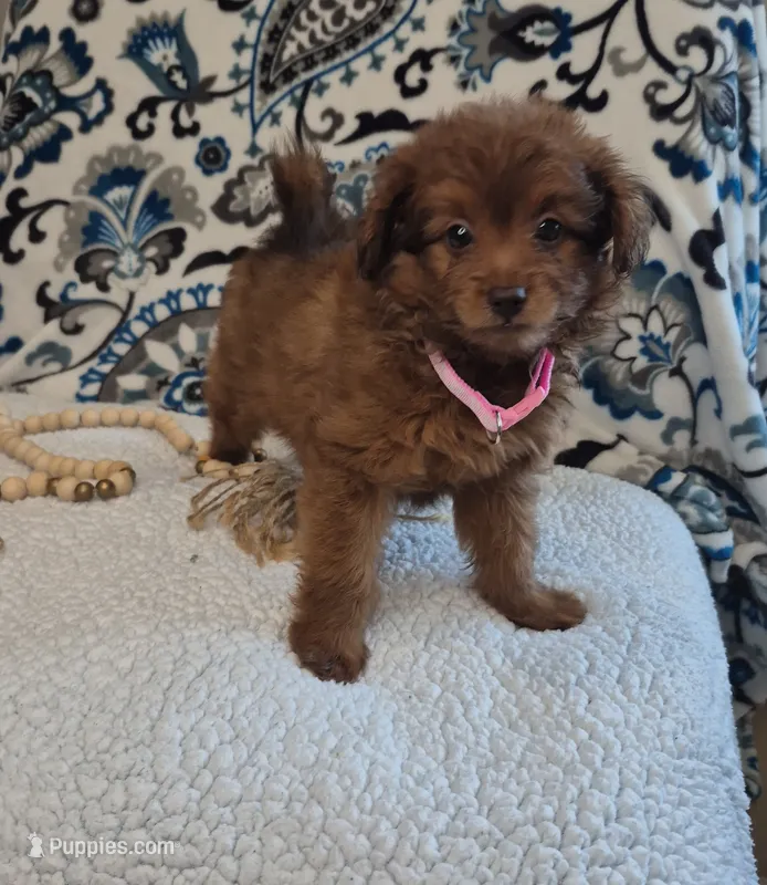 Sophie – Pomapoo puppy for sale in Lewisburg, KY