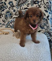 Sophie, a female Pomapoo for sale in Lewisburg, KY – 1 of 4