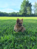 Lucky, a female Pomeranian and Yorkshire Terrier for sale in Lewisburg, KY – 2 of 4