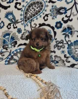 Bear, a male Pomapoo for sale in Lewisburg, KY – 2 of 3