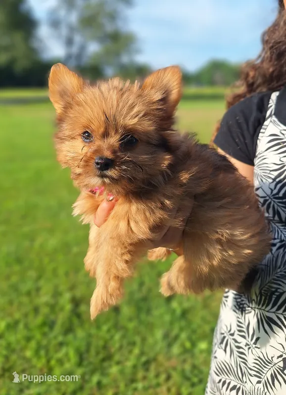 Teenie – Pomeranian, Yorkshire Terrier puppy for sale in Lewisburg, KY