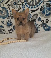 Gia, a female Pomeranian and Yorkshire Terrier for sale in Lewisburg, KY – Photo 2 of 6