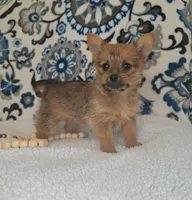 Gia, a female Pomeranian and Yorkshire Terrier for sale in Lewisburg, KY – Photo 4 of 6